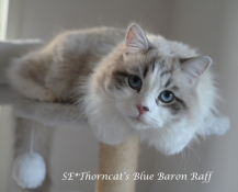 Thorncats Blue Baron Raff 3