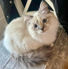 Fröken Viols Ester septkatt