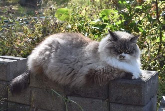 Solsibs Ghalina Aslanova Novemberkatt