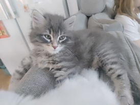 Yogakattens Bruno månkatt juli 24