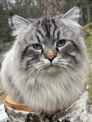 Missmazarins Joxaren