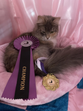 OneCorner Cats Madicken
