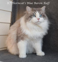 Thorncats Blue Baron Raff