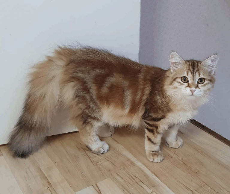 SE*Myrinas Jaguar  SIB ny 22  Ägare och fotograf Malin Farnebäck