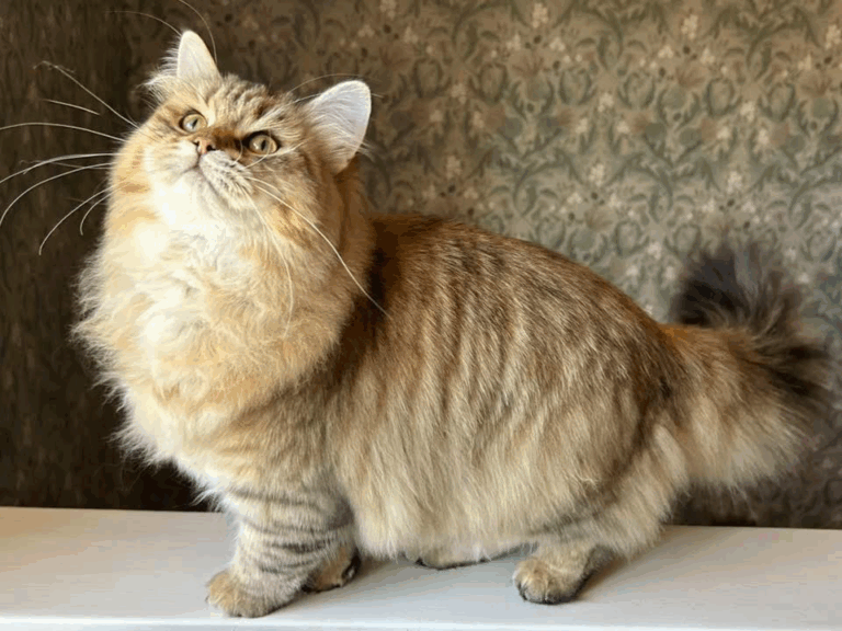 SE*Björkholmen’s Ebba Grön SIB n 24 Ägare/foto: Fredrika Jäsperi